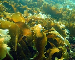 Кламин БАД из морской водоросли ламинарии